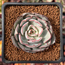 Echeveria 'Strictiflora' 2" Succulent Plant