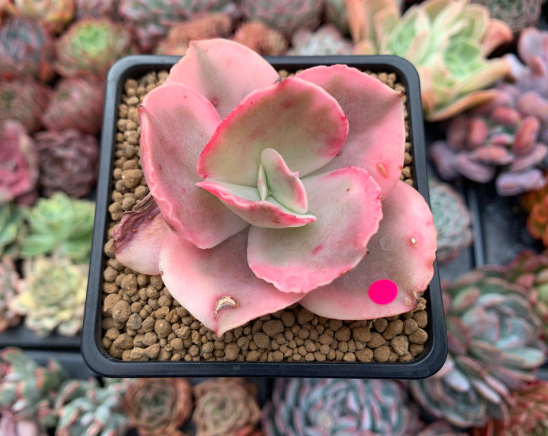 suyeon succulent Echeveria 'Suyeon Frill' Variegated 2" Succulent Plant – True Succulents  Plant Co