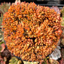 Echeveria 'Mundy' Crested 4"-5" Large Succulent Plant