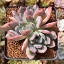 Echeveria 'Starmark' 2" Succulent Plant