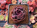Echeveria 'Black Queen' Round-Leaf 2" Succulent Plant