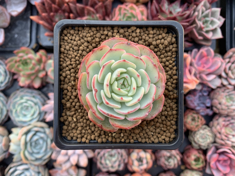 moon flower succulent Echeveria 'Moon Harvest' 2" Succulent Plant – True Succulents Plant Co