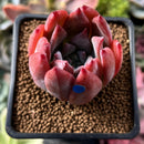 Echeveria 'Colorata Brandtii' 2" Succulent Plant