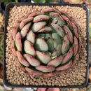 Echeveria Agavoides 'Pink Dragon' 3"-4" Succulent Plant