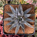 Echeveria 'Unguiculata' 2" Succulent Plant