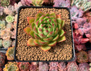 Echeveria Agavoides 'Mocha' 4" Succulent Plant