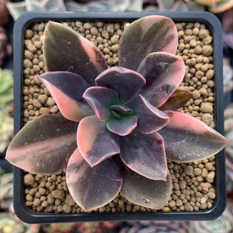 hanaikada succulent Echeveria 'Hanaikada' Variegated 2" Succulent Plant – True Succulents Plant  Co