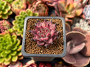 Echeveria Agavoides 'Sirus' 1" Small Succulent Plant