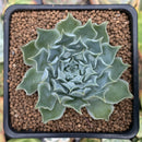 Echeveria 'Hearts Choice' 2" Succulent Plant