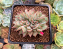 Echeveria 'Esther' Crested 2"-3" Succulent Plant