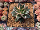 Echeveria 'Monocerotis' Variegated 3" Succulent Plant