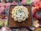 Echeveria 'Snowmint' 2" New Hybrid Succulent Plant