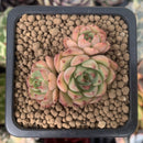 Echeveria 'Mazurka' 1" Cluster Succulent Plant
