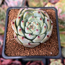 Echeveria 'Carla' 2" Succulent Plant