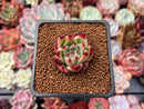 Echeveria Agavoides 'Pink Giant' 1" Succulent Plant