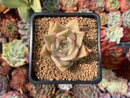 Echeveria Agavoides 'Lily One' 2" Succulent Plant