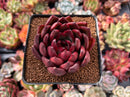Echeveria Agavoides 'Signature' 2"-3" Succulent Plant