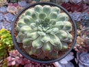 Echeveria 'Hearts Choice' 4"-5" Large Succulent Plant