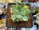 Echeveria 'Pretty in Pink' Variegated 2"-3" Succulent Plant