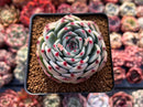 Echeveria 'Chihuahuaensis' 2"-3" Succulent Plant