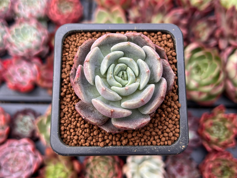 maroon succulent Echeveria 'Maroon Hill' Mutated 1" Succulent Plant – True Succulents Plant Co