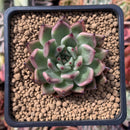 Echeveria Agavoides 'Golden Bear' 2" Succulent Plant