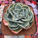 Echeveria 'Esmerelda' 5" Large Succulent Plant