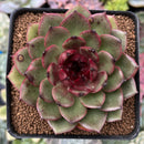 Echeveria Agavoides 'Eclipse' 3" Succulent Plant