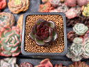 Echeveria 'Coco Jelly' 1" Succulent Plant