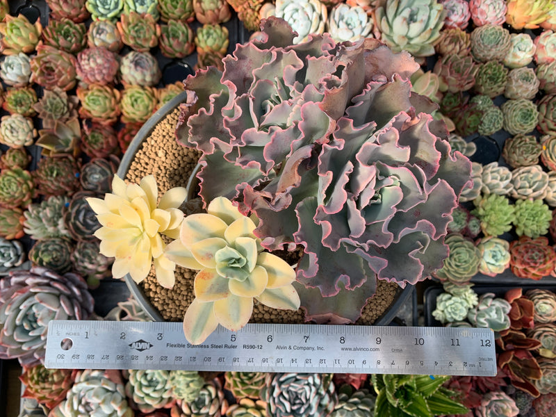 japan moon river succulent Echeveria 'Japan Moon River' Variegated 8" Large Cluster Succulent Pla – True Succulents Plant Co