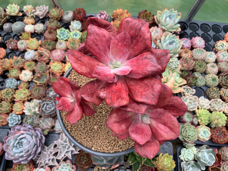 diamond succulent Echeveria 'Diamond State' Variegated Cluster Large 7”+ Succulent Plant