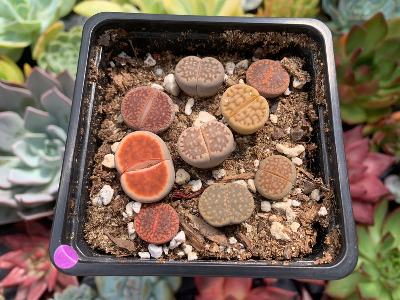 Collection of Lithops 2