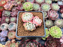Echeveria 'Lemon Berry' 2" Cluster Succulent Plant
