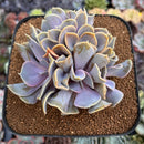 Echeveria 'Valkyrie' 4" Cluster Succulent Plant