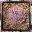Echeveria 'Hongil' 2" Succulent Plant