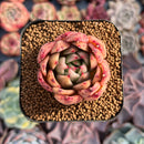 Echeveria Agavoides 'Padma' 2" Succulent Plant