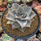 Echeveria 'Madiba' 4"-5" Succulent Plant
