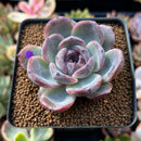 Echeveria 'Dark Opal' 2" Succulent Plant