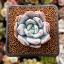 Echeveria 'Trumso' 1" Powdery Succulent Plant