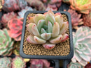 Echeveria 'Chiyo' 1”-2" Succulent Plant
