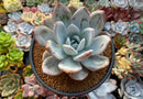 Echeveria 'Cream Sun' 5" (Not E. Ivory) Large Powdery Succulent Plant