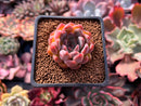 Echeveria 'Cortes' 1" Succulent Plant