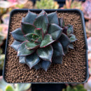 Echeveria 'Monocerotis' 2" Succulent Plant