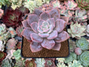 Echeveria 'Missing You' 3" Succulent Plant