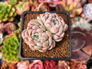 Echeveria 'Snowmint' Cluster 2" New Hybrid Succulent Plant