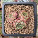 Echeveria 'Mazurka' 1" Cluster Small Succulent Plant