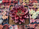 Echeveria Agavoides 'Johnny Walker' 3" Succulent Plant