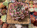 Echeveria Agavoides sp. 3" Succulent Plant