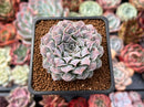 Echeveria 'Hearts Choice' 2" Succulent Plant