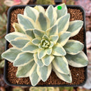 Orostachys 'Fuji' Variegated 2"-3" Succulent Plant